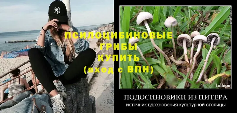 Псилоцибиновые грибы Psilocybe  Канск 